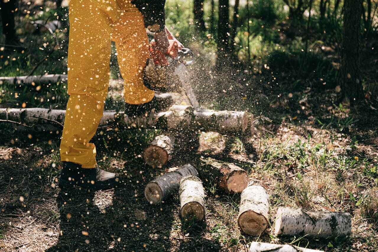 Residential Tree Removal in Rich Hill, MO